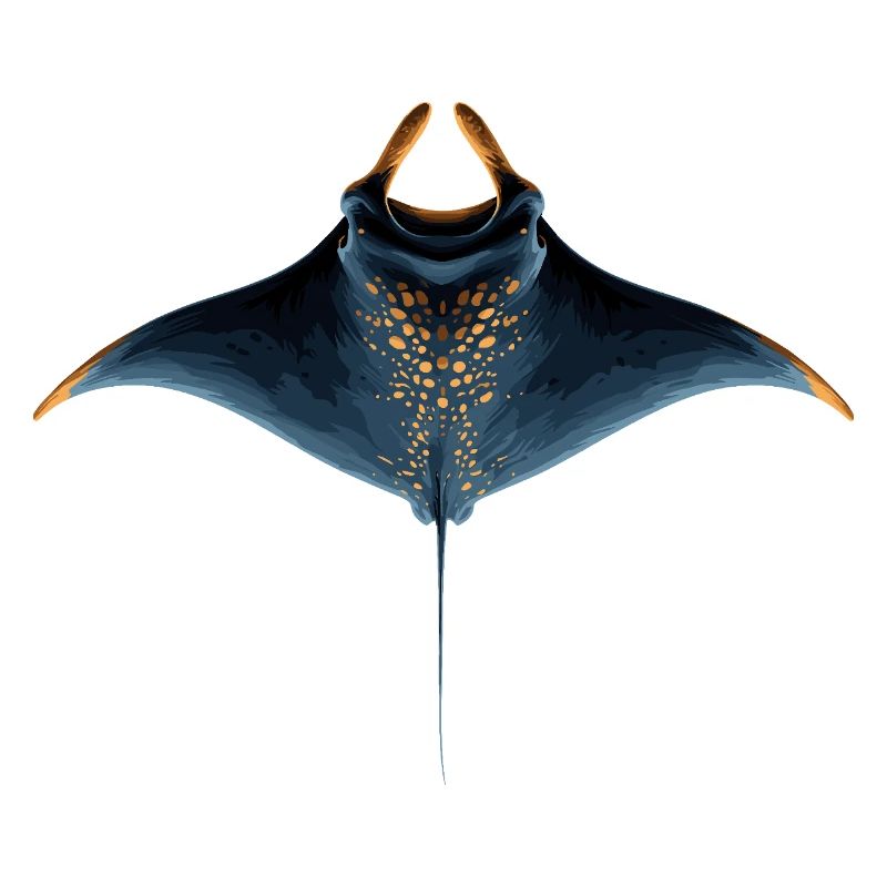 Manta Ray, Devil Ray, Stingray, Diver