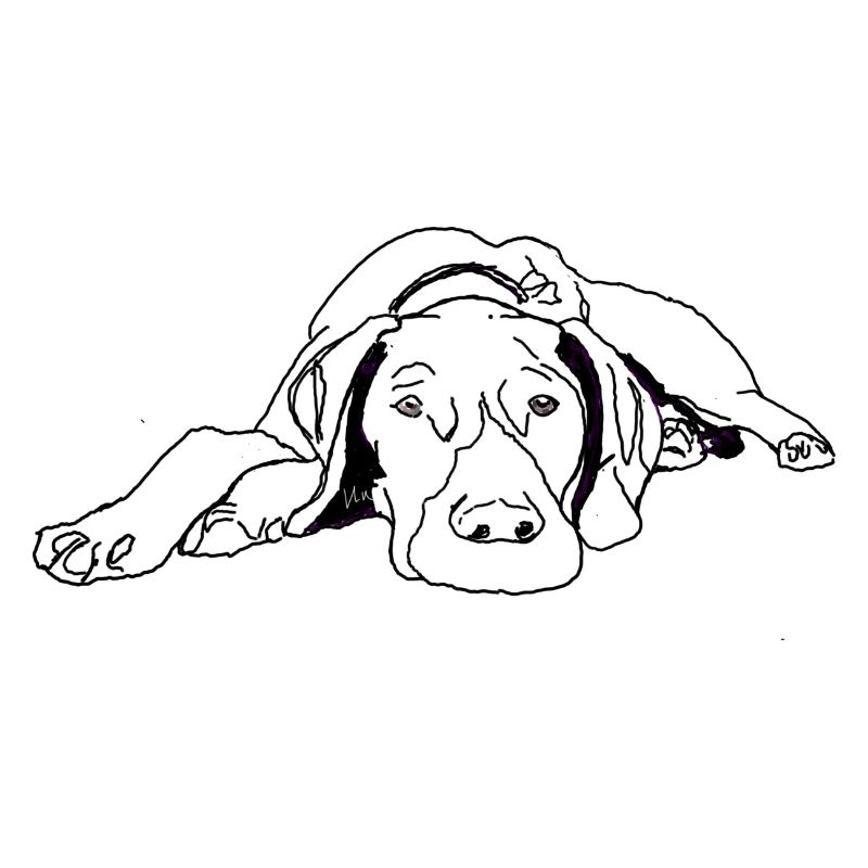 Pointer Deutsch Kurzhaar