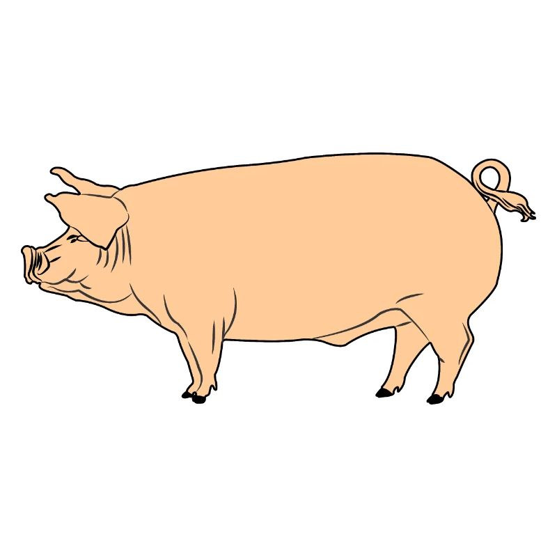 Pink pig