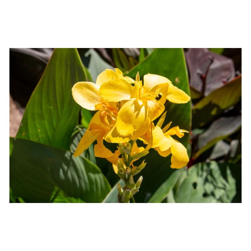 Canna- oder Canna-Lilie Canna × hybrida Rodigas