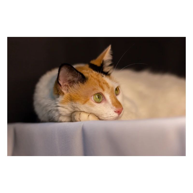 Die Katze