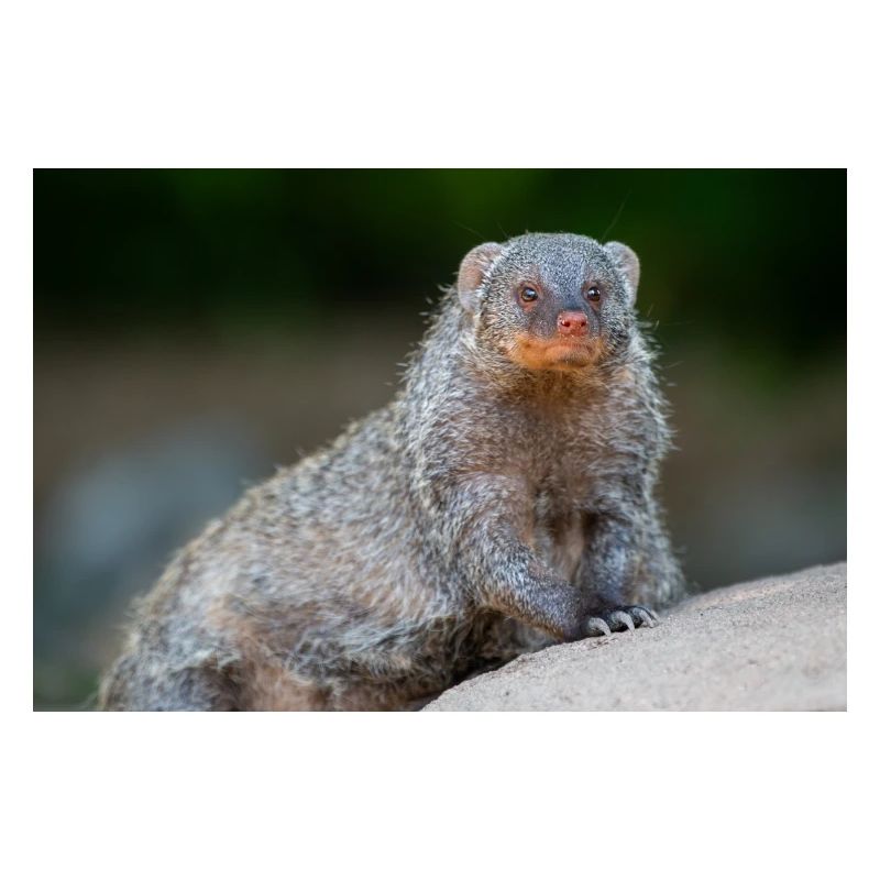 Banded Mongoose Zebra Mongoose Zebramanguste