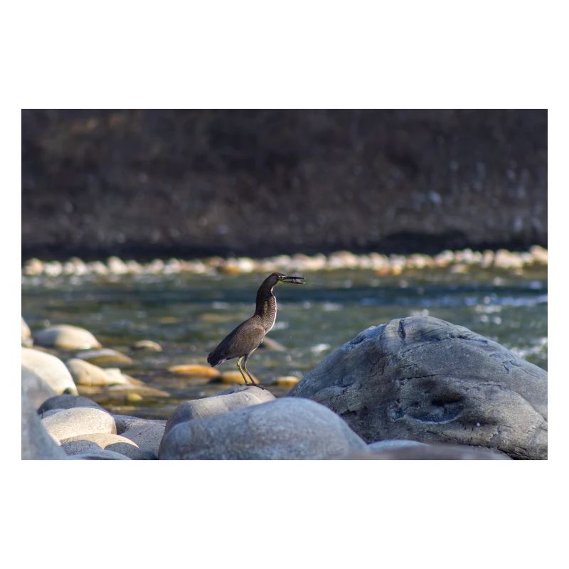 The Heron and the Fish