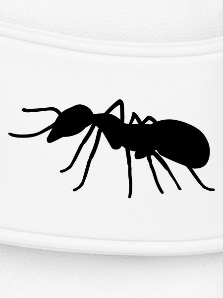 Ant