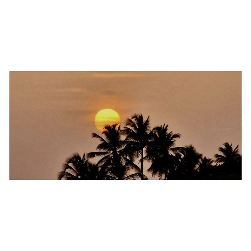 Silhouette Palm Trees at Sunset