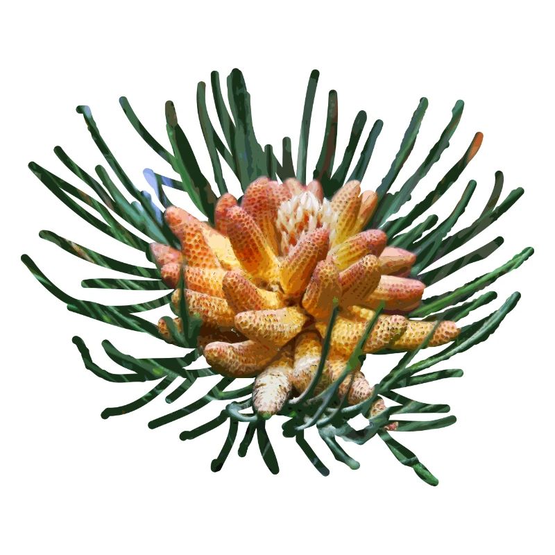 Creative fir branches