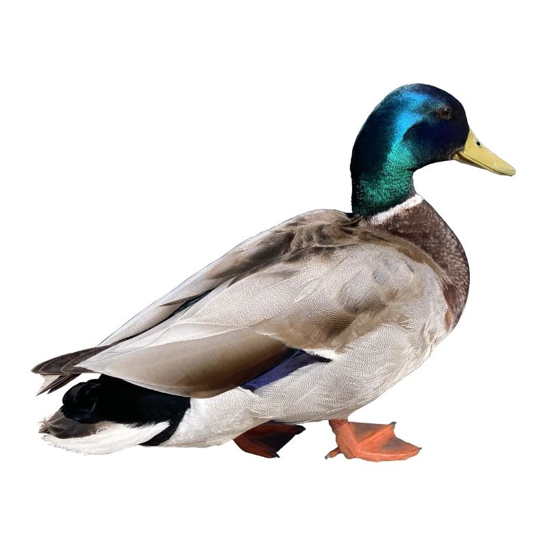 Colvert mâle