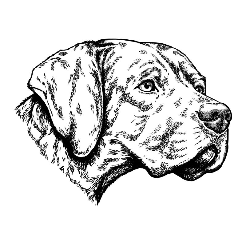 Braque du Bourbonnais Portrait