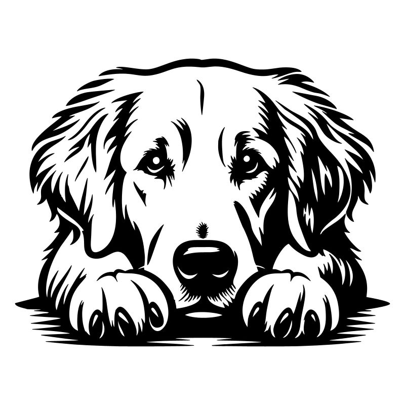 Golden Retriever Kopf mit Pfoten