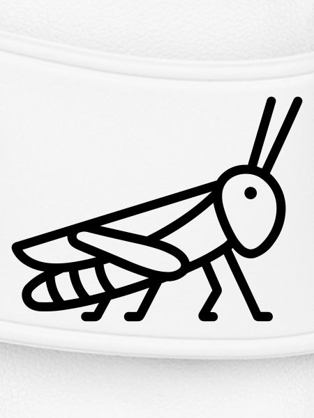 grasshopper