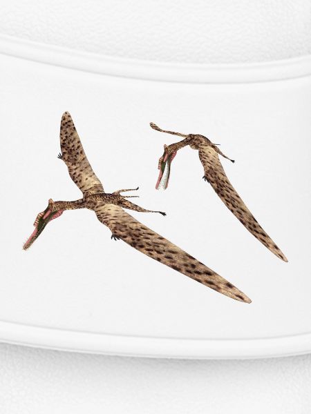Pterosaur Zhenyuanopterus