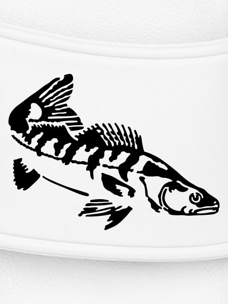 Zander