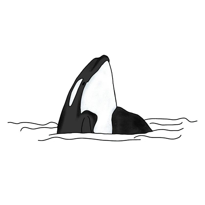 Orca