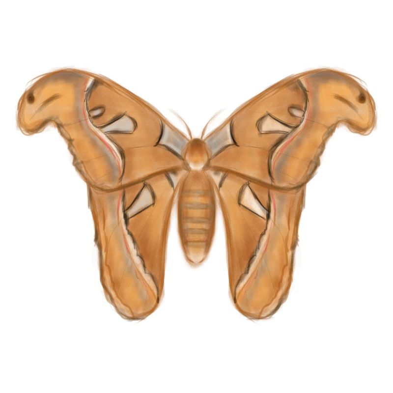 Giant Moth Drawing