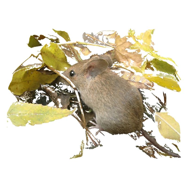 Souris dans le feuillage