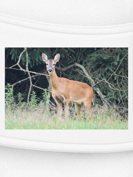 Forêt de cerfs
