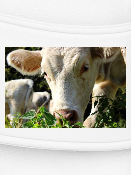 Cow Poster