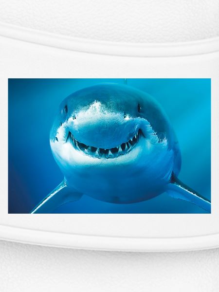 Smiling Shark Underwater