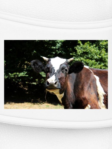 Cow Poster