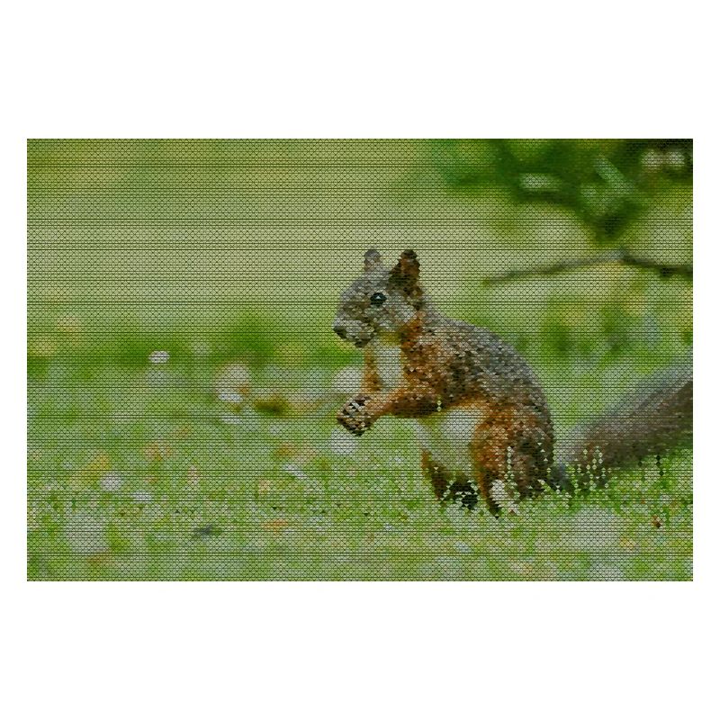 Eichhörnchen Wald Muster