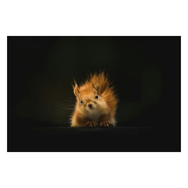 Flauschiges Eichhörnchen Lichtblick