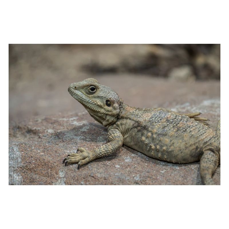 Desert Bearded Dragon on Rock