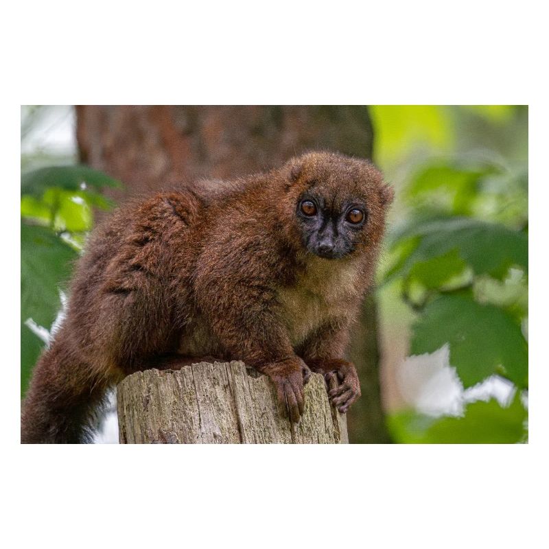 Red Titi Monkey