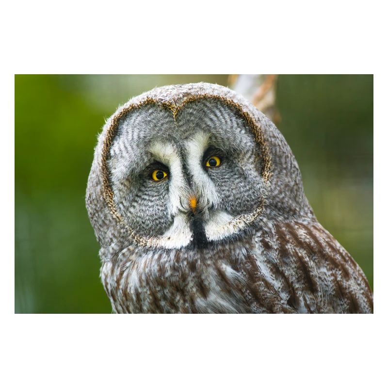 Mystical Night Owl