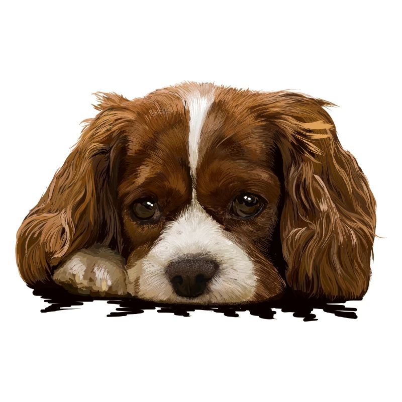 spaniel