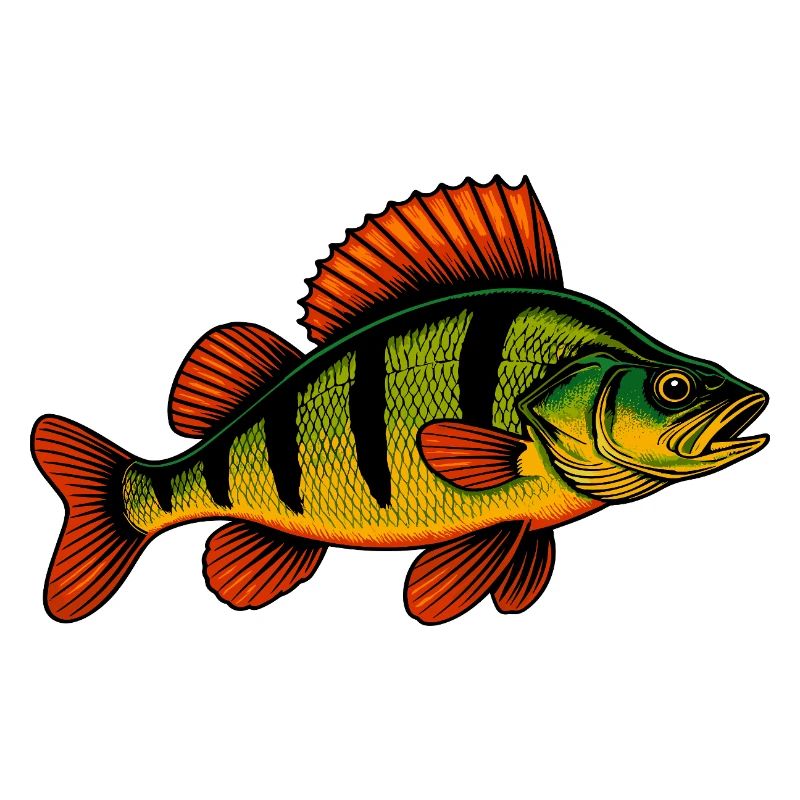 Perch Perch Perch Perch Fishing Perch Perch Perch