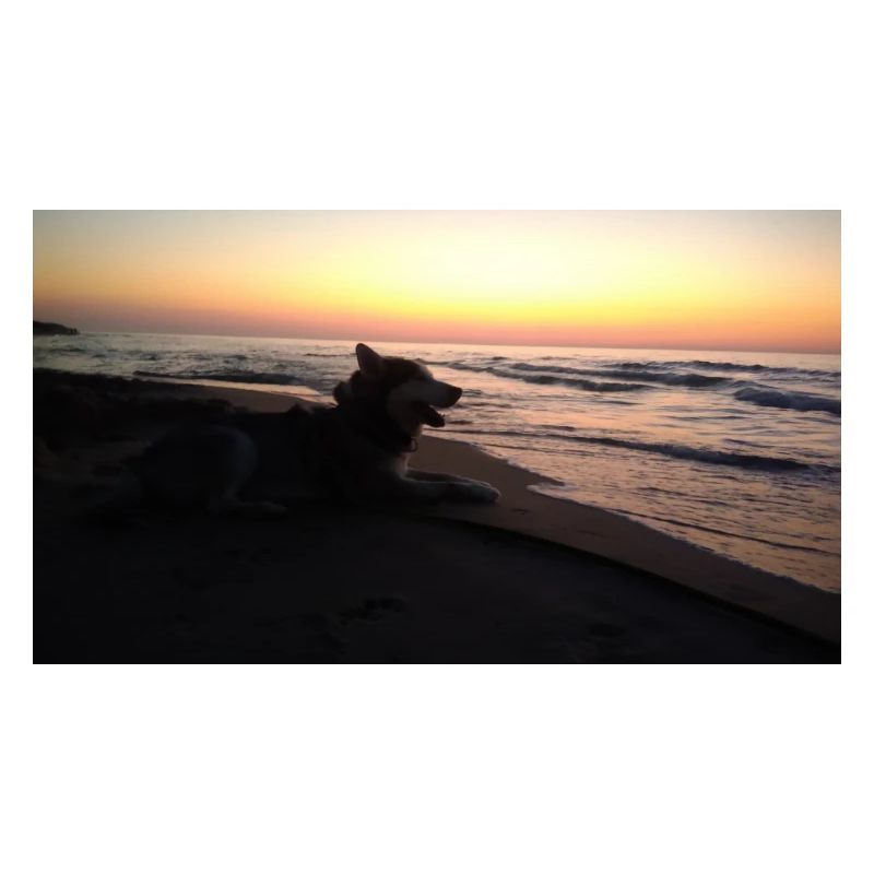Dog on the beach sunset