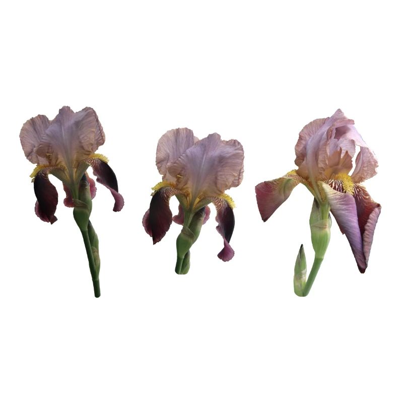 Irises