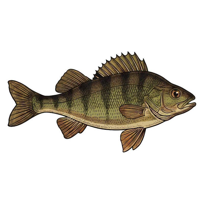 Realistic Perch Fish Vector