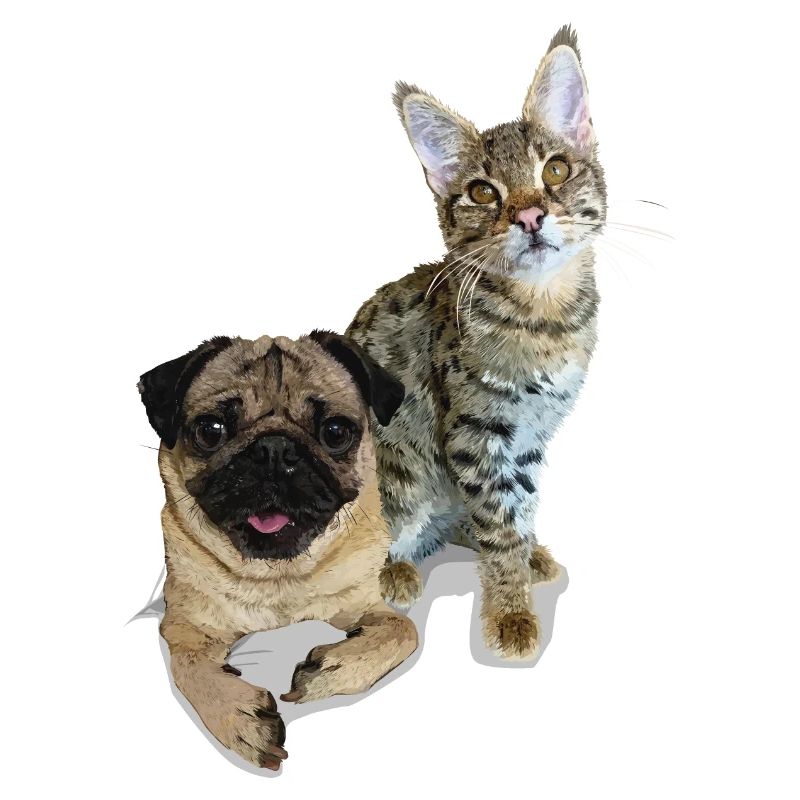 Carlin et chat