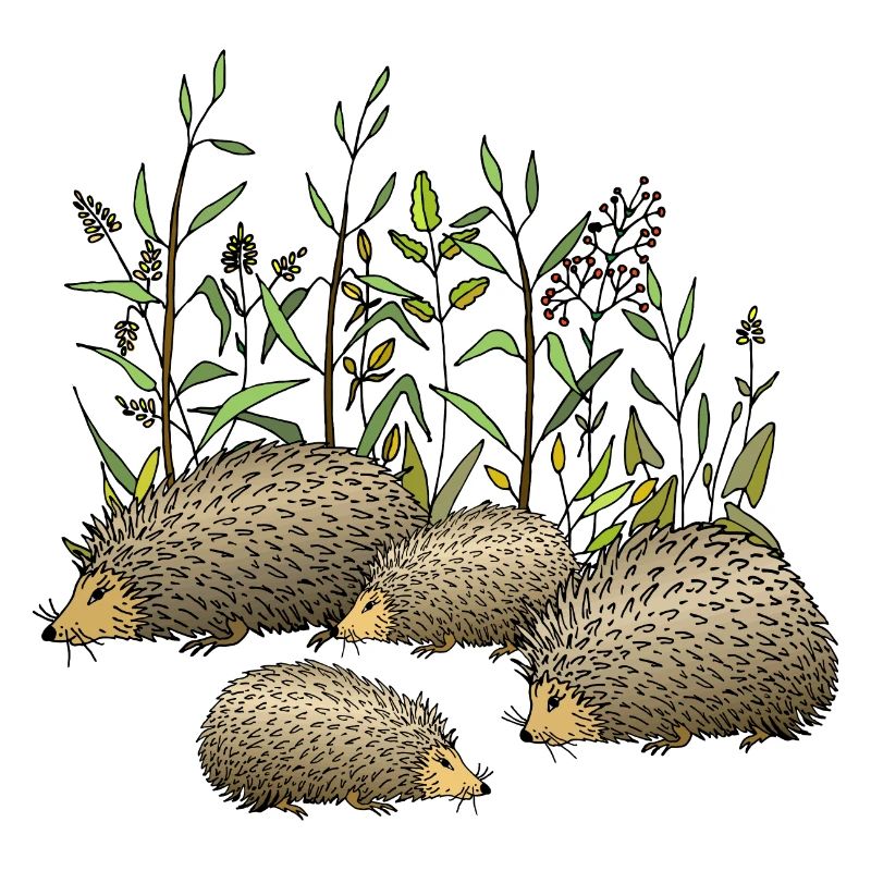 Hedgehogs