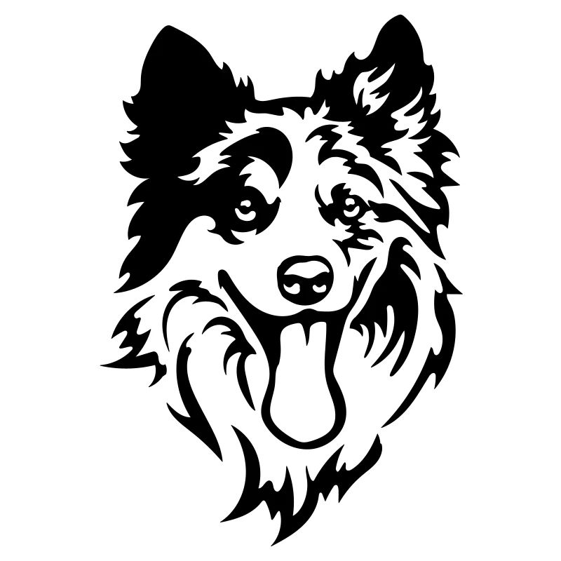 Border Collie Kopf