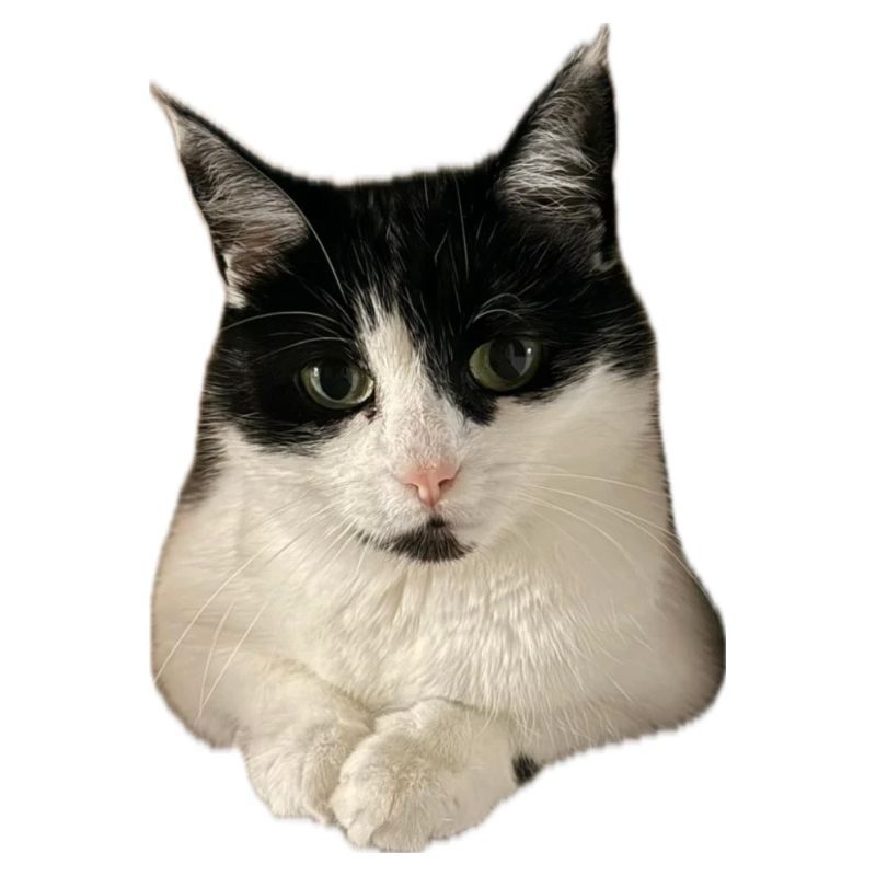 chat chat super mignon