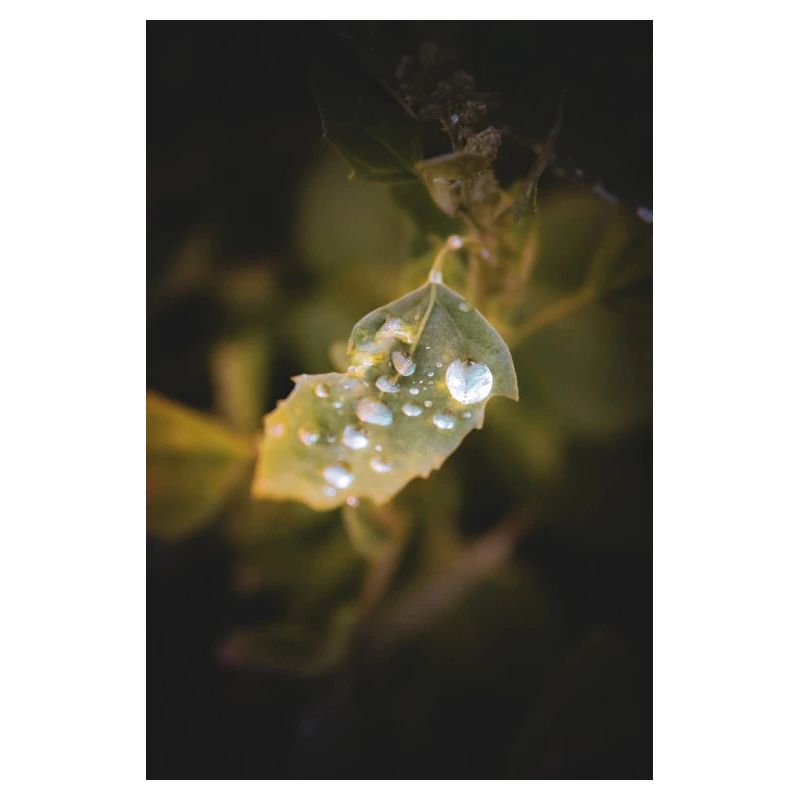 Blatt-Wassertropfen