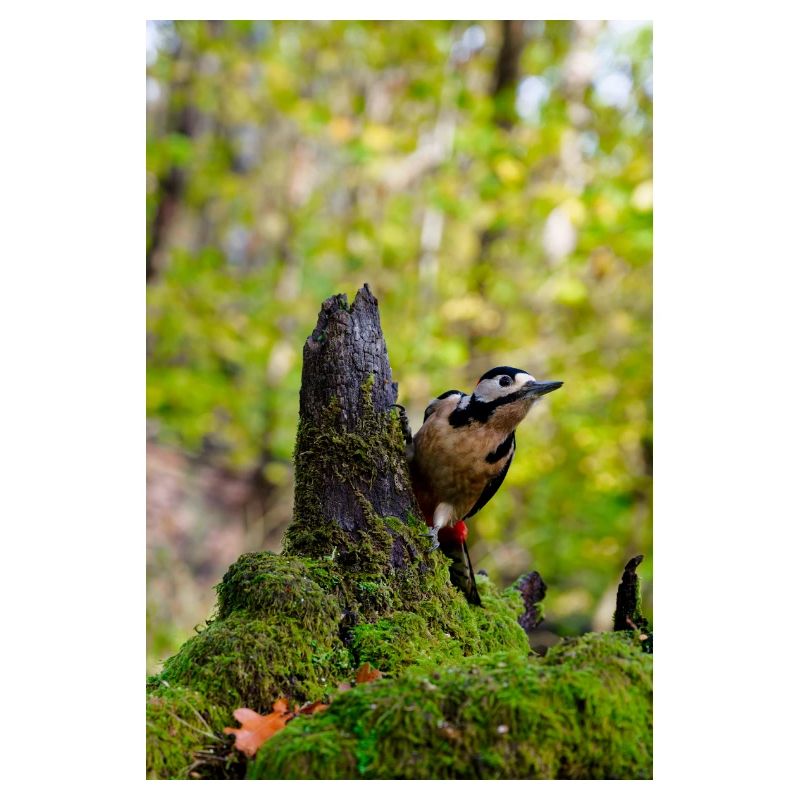 Waldspecht auf moosigem Baumstumpf