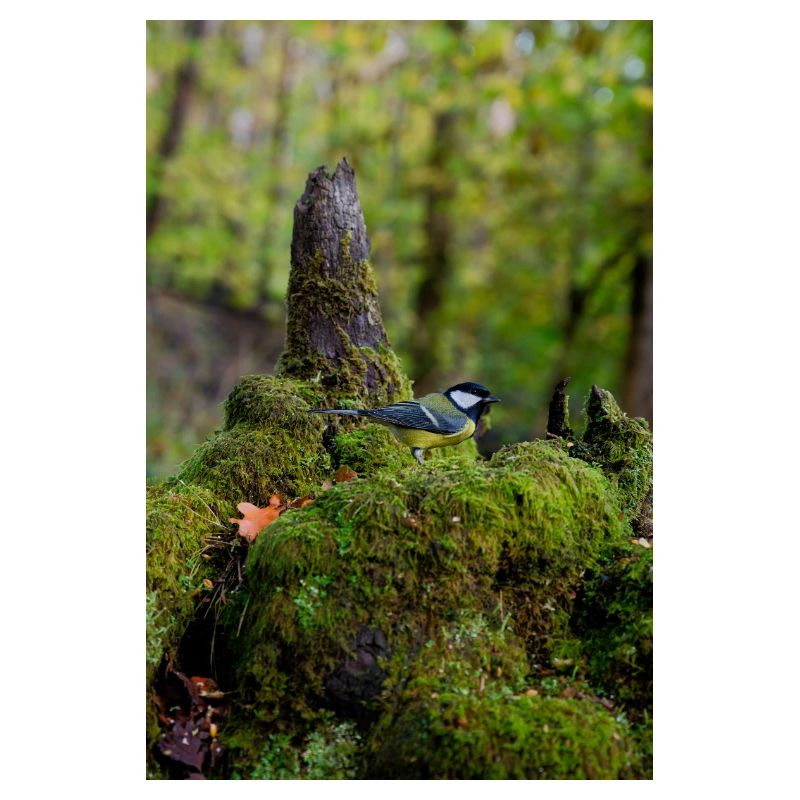 Oiseau de forêt moussu dans une clairière tranquille
