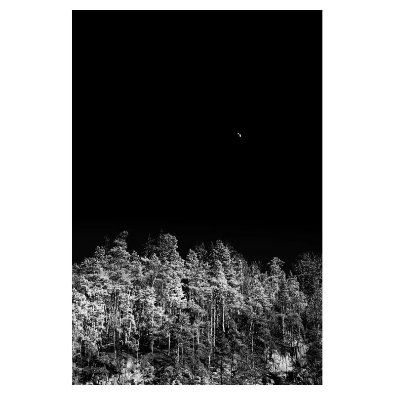 Forêt nocturne en tons monochromes