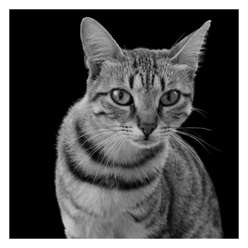 Chat blanc-noir Chat noir et blanc