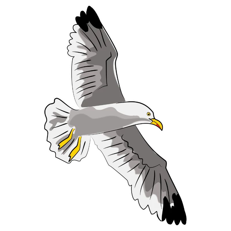 fliegende möwe vogel urlaub