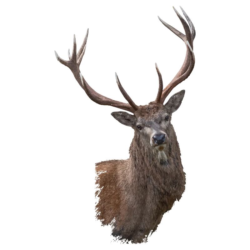 Hirsch