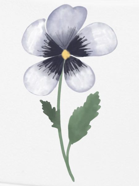Pansy Violet