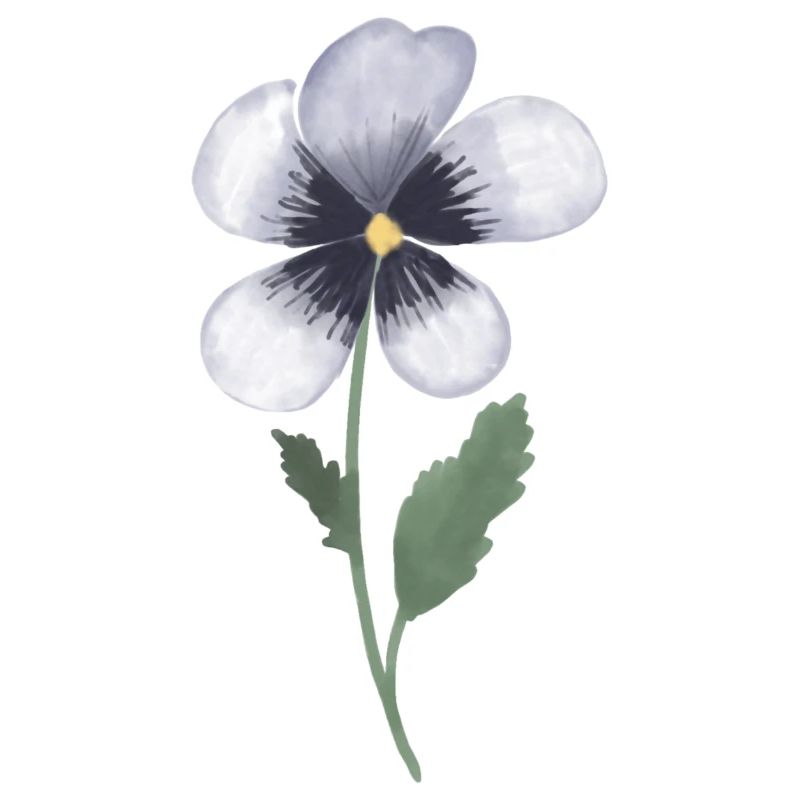 Pansy Violet