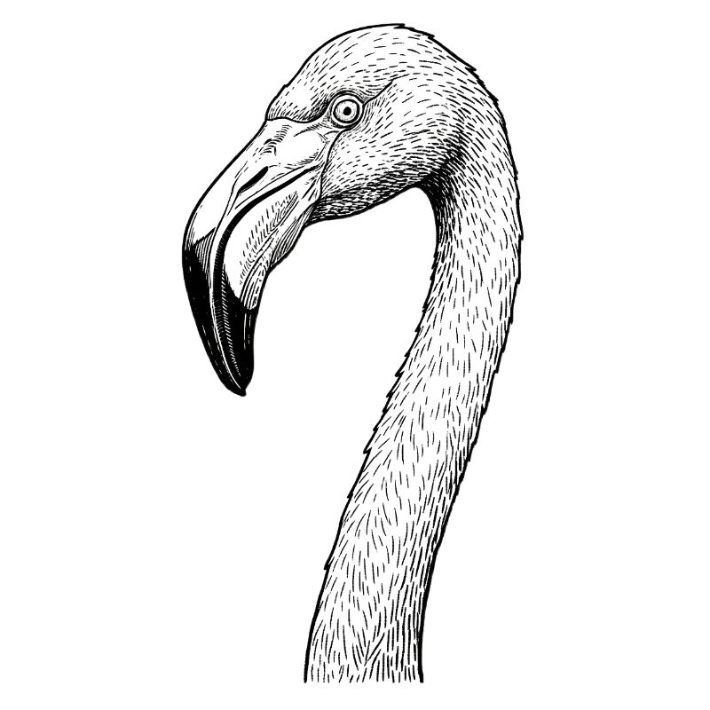 Flamant