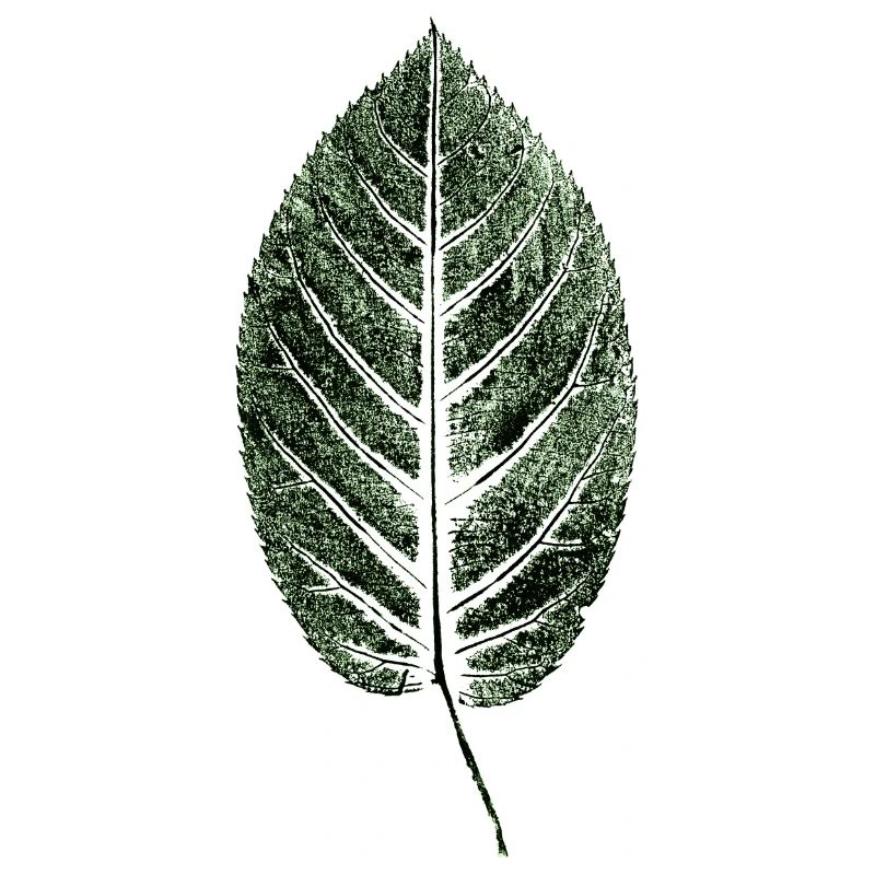 Beech Sheet / Leaf / GREEN