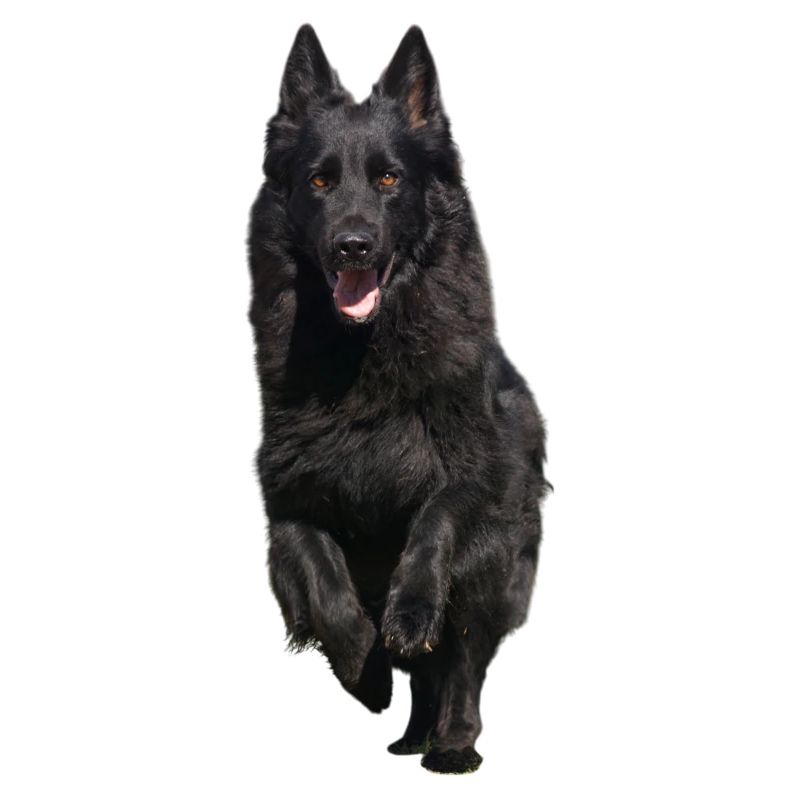 schwarzer Schäferhund Front