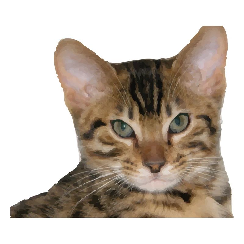 J’aime mon chat guépard